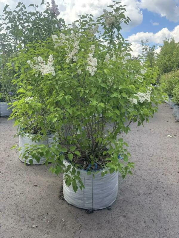 Сирень обыкновенная Память о Колесникове (Syringa vulgaris 'Pamyat o Kolesnikove')
