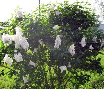 Сирень обыкновенная Память о Колесникове (Syringa vulgaris 'Pamyat o Kolesnikove')