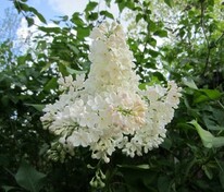 Сирень обыкновенная Петербурженка (Syringa vulgaris 'Peterburzhenka')