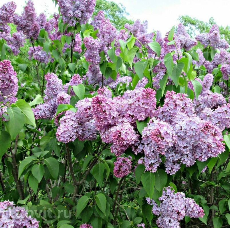 Сирень обыкновенная Русская песня (Syringa vulgaris 'Russkaya pesnya')