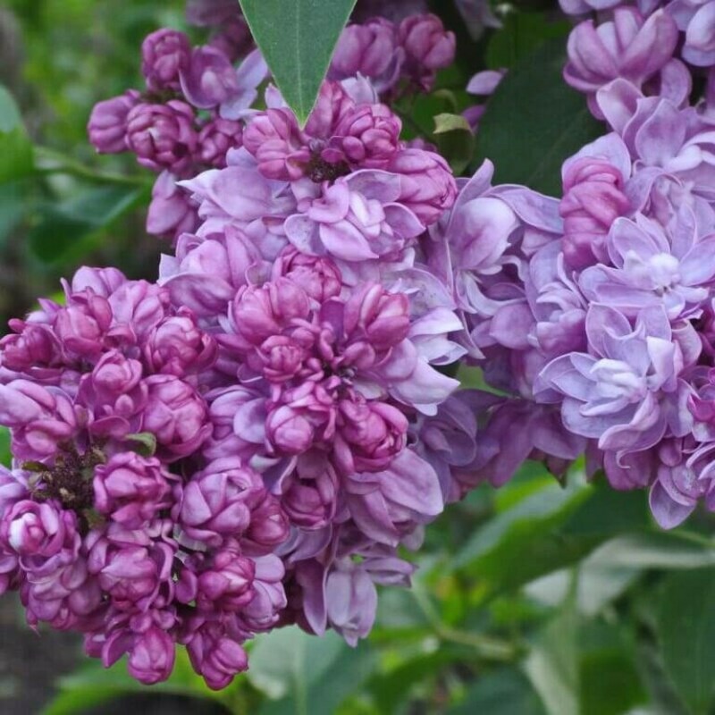 Сирень обыкновенная Русская песня (Syringa vulgaris 'Russkaya pesnya')