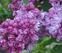 Сирень обыкновенная Русская песня (Syringa vulgaris 'Russkaya pesnya')