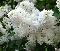 Сирень обыкновенная Советская Арктика (Syringa vulgaris 'Sovetskaya Arktika')