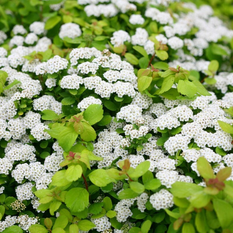 Спирея березолистная (Spiraea betulifolia)