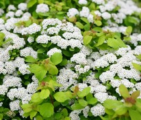 Спирея березолистная (Spiraea betulifolia)