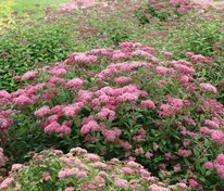 Спирея березолистная Пинк Спарклер (Spiraea betulifolia 'Pink Sparkler')