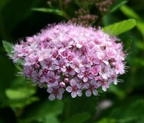 Спирея березолистная "Pink Sparkler" (Пинк Спаклер)