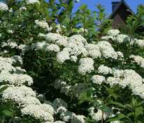 Спирея ниппонская (Spiraea nipponica)