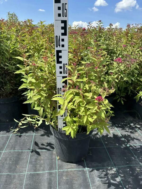 Спирея японская Антони Ватерер (Spiraea japonica 'Anthony Waterer')