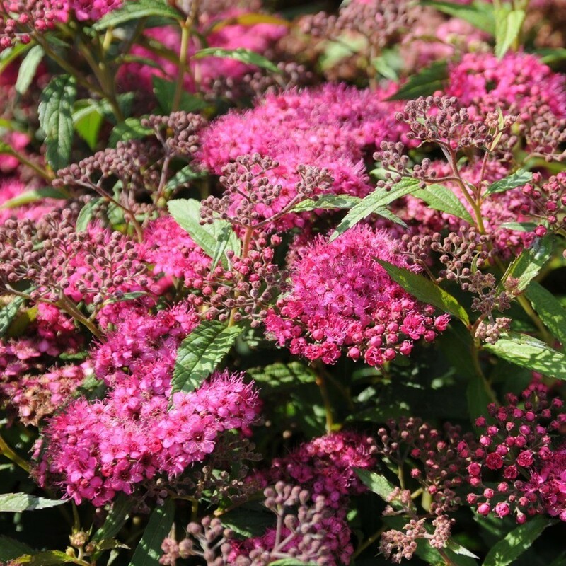 Спирея японская Антони Ватерер (Spiraea japonica 'Anthony Waterer')