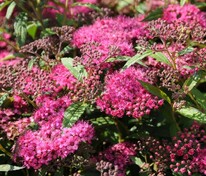Спирея японская Антони Ватерер (Spiraea japonica 'Anthony Waterer')