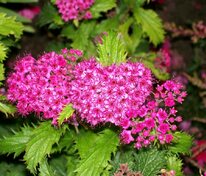 Спирея японская Криспа (Spiraea japonica 'Crispa')