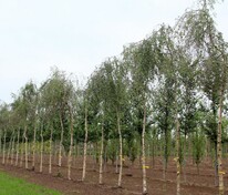 Берёза повислая Карельская (Betula pendula 'Karelskaya')