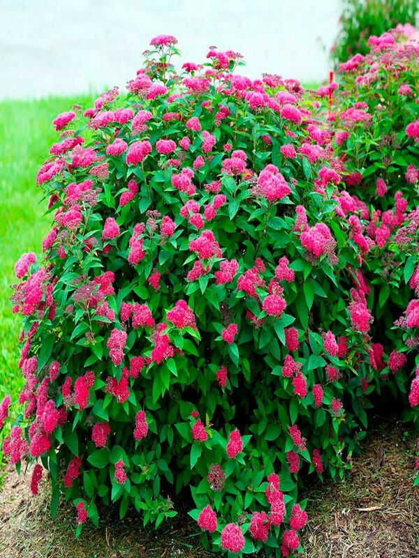 Спирея японская Дартс Ред (Spiraea japonica 'Dart's Red')