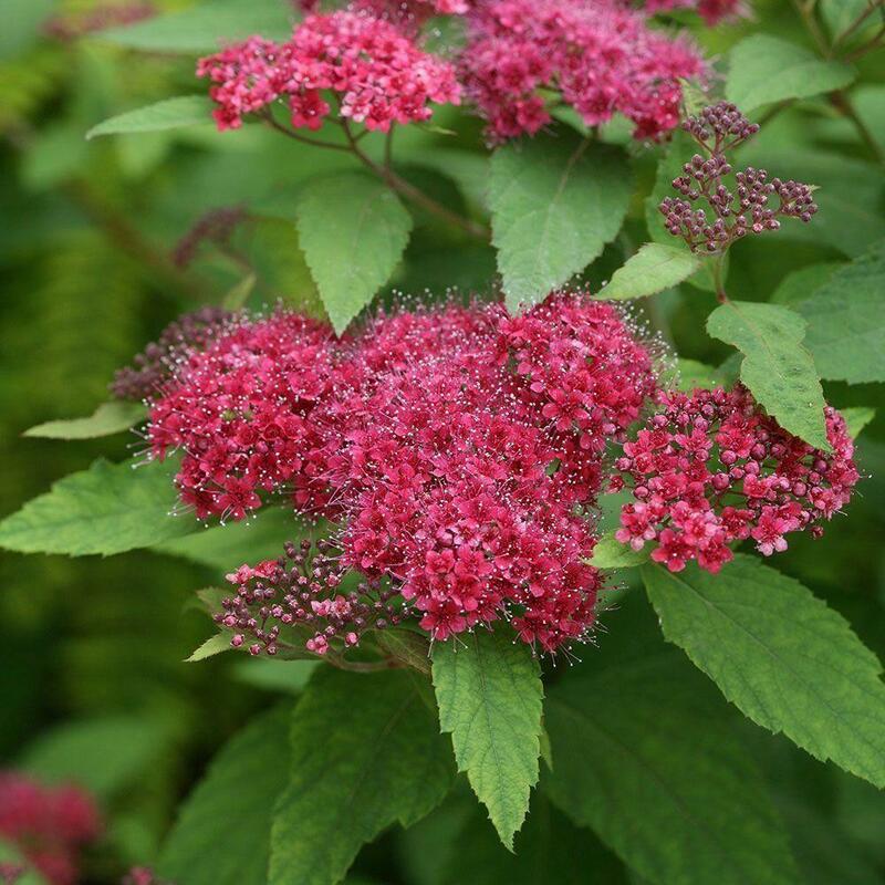Спирея японская Дартс Ред (Spiraea japonica 'Dart's Red')