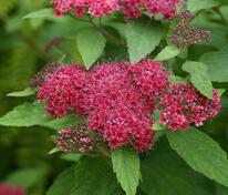 Спирея японская Дартс Ред (Spiraea japonica 'Dart's Red')