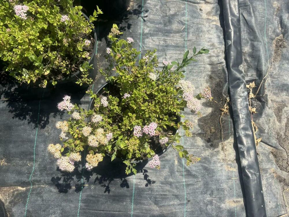Спирея японская Литл Принцесс (Spiraea japonica 'Little Princess')
