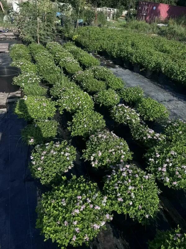 Спирея японская Литл Принцесс (Spiraea japonica 'Little Princess')