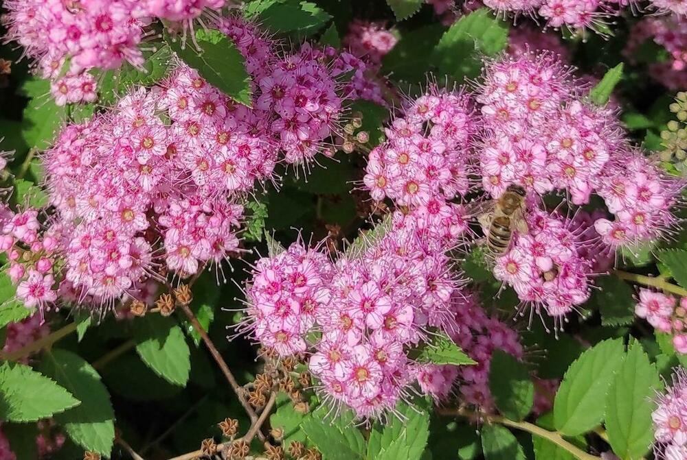 Спирея японская Литл Принцесс (Spiraea japonica 'Little Princess')