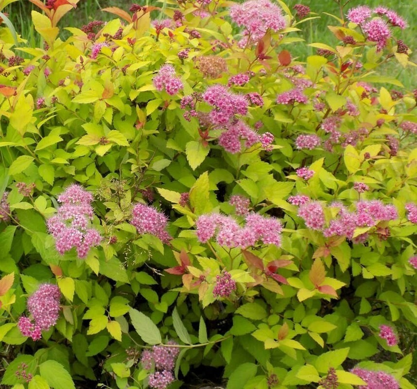 Спирея японская Литл Принцесс (Spiraea japonica 'Little Princess')