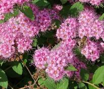 Спирея японская Литл Принцесс (Spiraea japonica 'Little Princess')