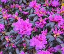 Рододендрон гибридный даурский П.Дж.М. Элит (Rhododendron 'P.J.M. Elite')