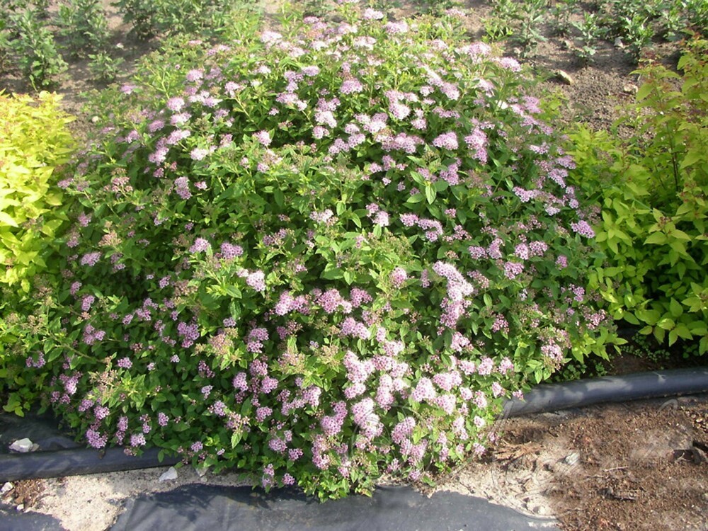 Спирея японская Нана (Spiraea japonica 'Nana')