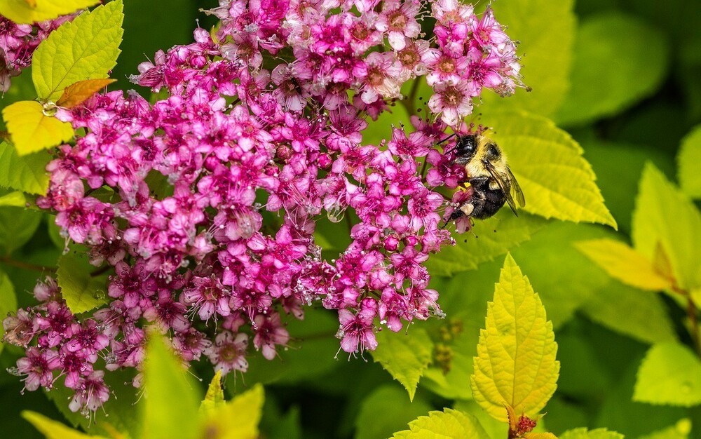 Спирея японская Нана (Spiraea japonica 'Nana')