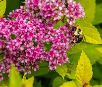 Спирея японская Нана (Spiraea japonica 'Nana')