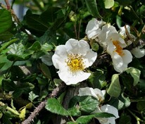 Роза Максимовича (Rosa maximowicziana)