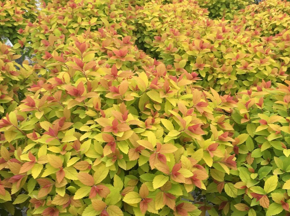 Спирея японская Макрофила (Spiraea japonica 'Macrophylla')