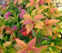 Спирея японская Макрофила (Spiraea japonica 'Macrophylla')