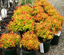 Спирея японская Мэджик Карпет (Spiraea japonica 'Magic Carpet')