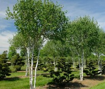 Береза полезная "Doorenbos" (Дооренбос)