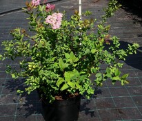 Спирея японская Оденсала (Spiraea japonica 'Odensala')