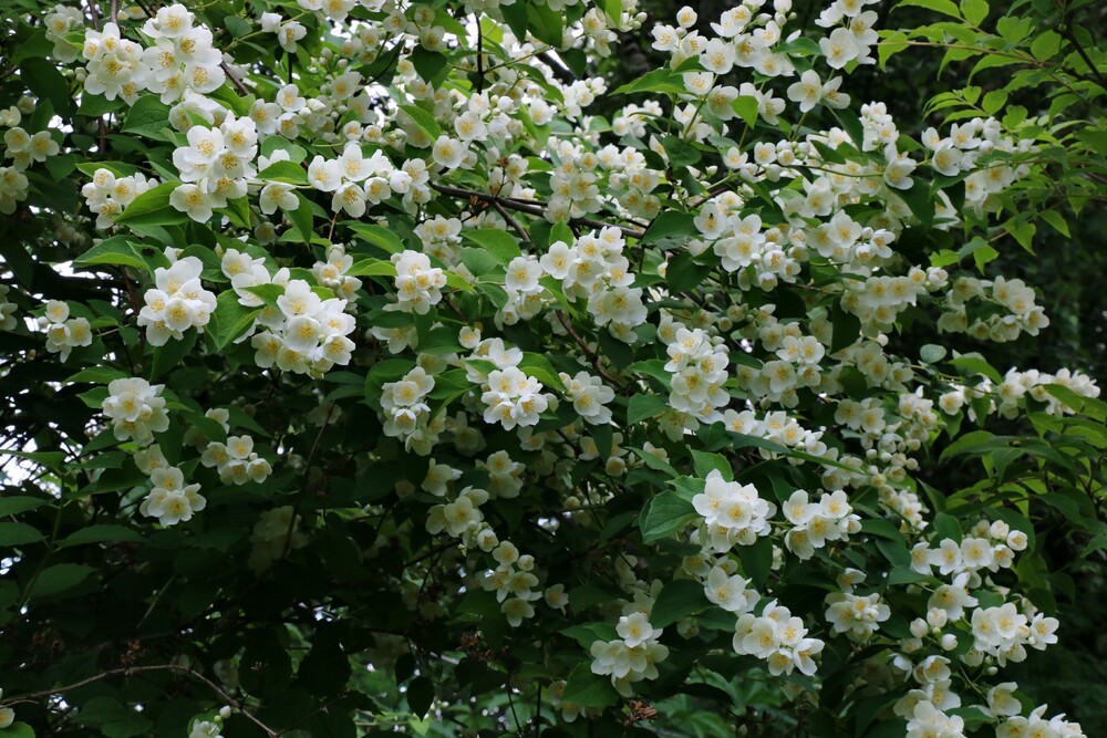 Чубушник венечный (Philadelphus coronarius)
