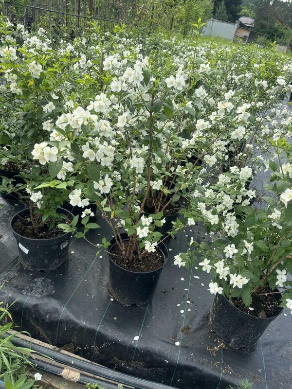 Чубушник венечный (Philadelphus coronarius)