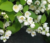 Чубушник венечный (Philadelphus coronarius)
