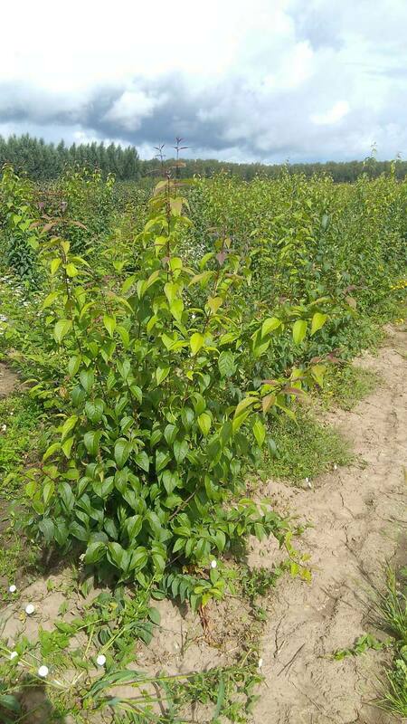 Сирень амурская (Syringa amurensis)