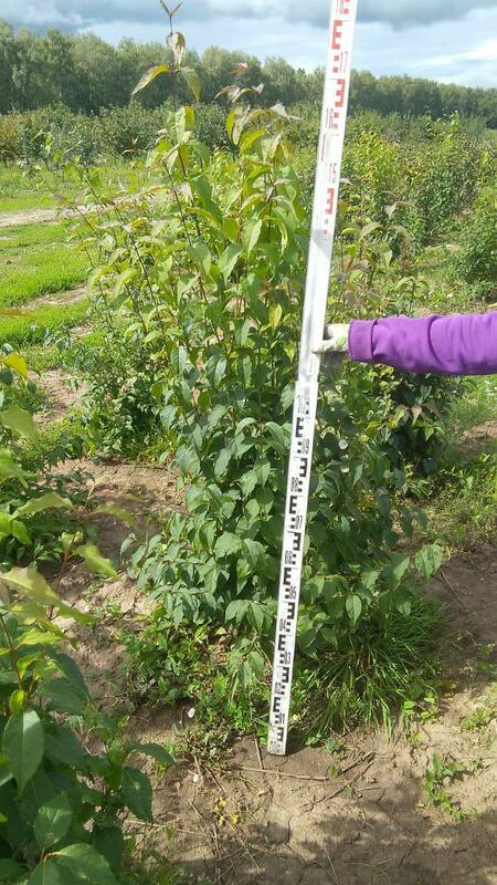 Сирень амурская (Syringa amurensis)