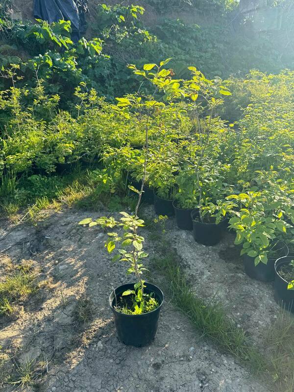 Сирень амурская (Syringa amurensis)