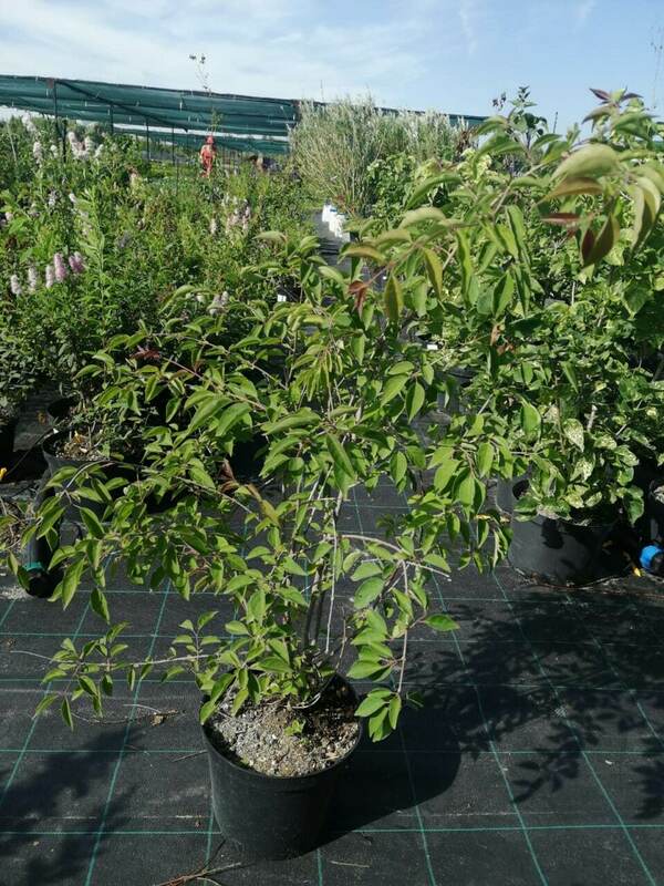 Сирень амурская (Syringa amurensis)