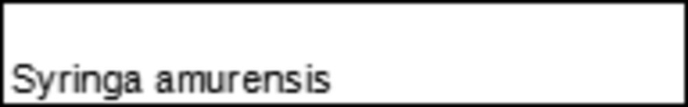 Сирень амурская (Syringa amurensis)