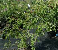 Сирень амурская (Syringa amurensis)