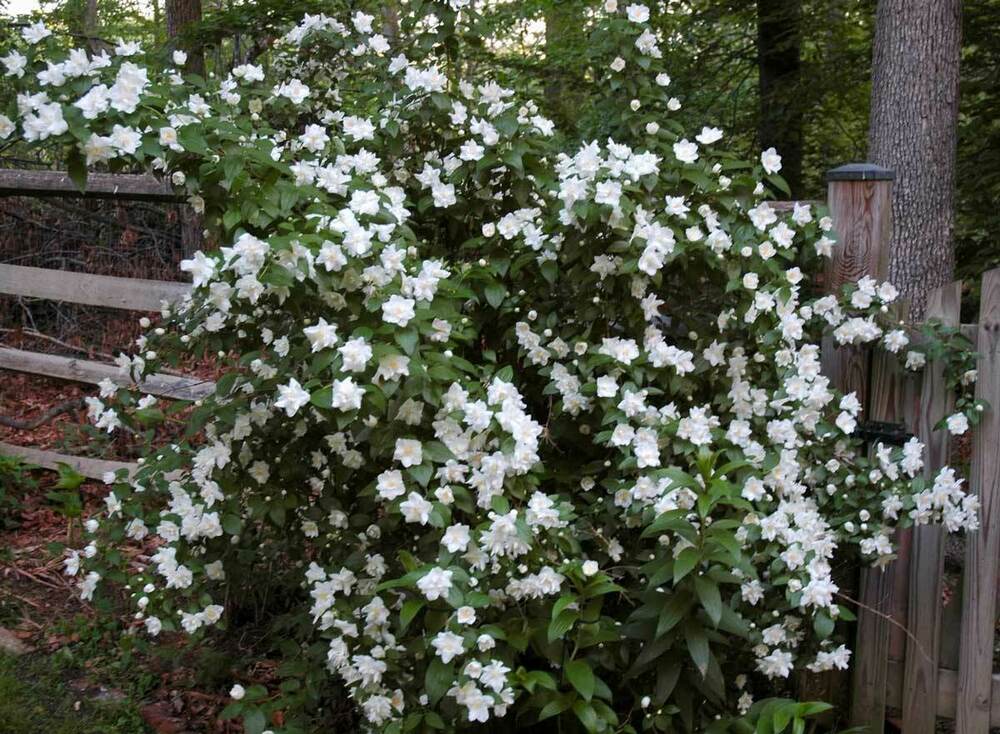 Чубушник виргинский Вирджинал (Philadelphus virginalis 'Virginal')