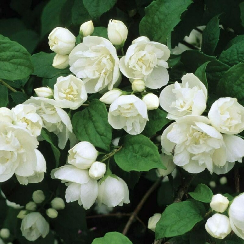 Чубушник виргинский Вирджинал (Philadelphus virginalis 'Virginal')
