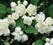 Чубушник виргинский Вирджинал (Philadelphus virginalis 'Virginal')