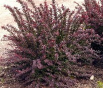 Барбарис Тунберга Ред Чиф (Berberis thunbergii 'Red Chief')