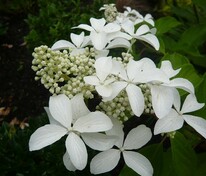 Гортензия метельчатая Грейт Стар (Hydrangea paniculata 'Great Star')