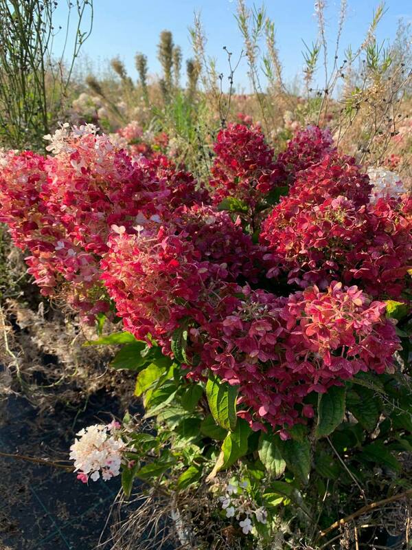 Гортензия метельчатая Литтл Блоссом (Hydrangea paniculata 'Little Blossom')